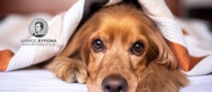 Παγκόσμια Ημέρα Σκύλου – 26 Αυγούστου