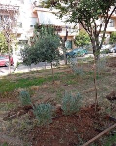 Ενίσχυση του πρασίνου στο Πάρκο Καραολή & Δημητρίου με 150 νέες φυτεύσεις