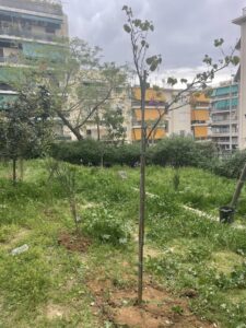 Νέες φυτεύσεις στο Πάρκο Ανάληψης Βύρωνα