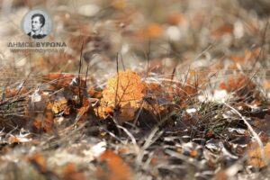 Προληπτικά μέτρα Πυροπροστασίας στα ιδιωτικά Οικόπεδα