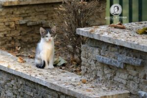 Απαγορεύεται ο ψεκασμός οικοπέδων με ζιζανιοκτόνα