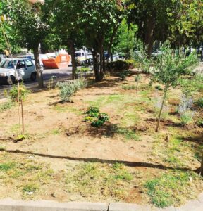 180 νέες φυτεύσεις στο Πάρκο Καραολή και Δημητρίου